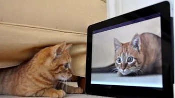 iPad + Pisici = Magie