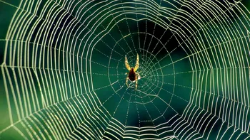 Cobweb - aplicatie de identificat paianjenii, dupa panza