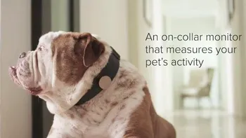 Whistle, un gadget care te ajuta sa monitorizezi activitatea catelului [VIDEO]