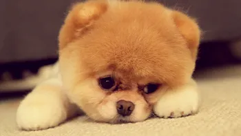 Beluvv Puppy te ajută să nu-ţi mai pierzi niciodată căţelul [VIDEO]