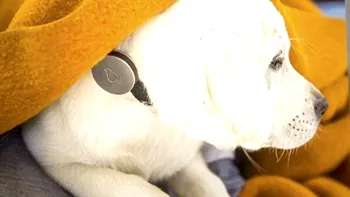 PetPace, un accesoriu inteligent pentru animalele tale 