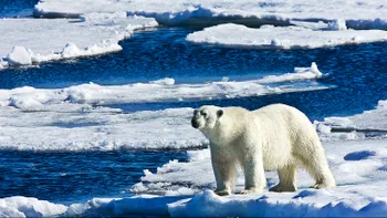 Efectele catastrofale ale încălzirii globale: Cum ne afectează topirea ghețarilor