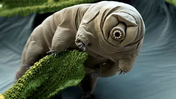 Tardigrazii, cele mai rezistente vietăți de pe planetă. Rezistă și în spațiul cosmic