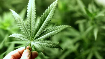 Proprietățile medicinale ale canabisului, recunoscute de ONU: cum a ajuns planta să fie privită altfel