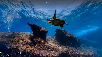 Înoată cu delfinii fără să te uzi: Google Street View te duce sub apele lumii