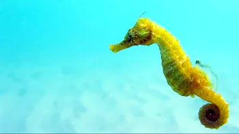 Coada căluţilor de mare ar putea ajuta la construirea roboţilor