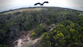 O dronă versus un vultur - ghici cine câştigă? [VIDEO]