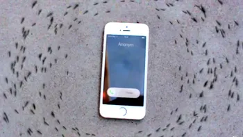 Cum au ajuns furnicile să facă un ritual în jurul unui iPhone?