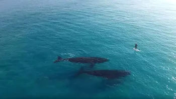 Două balene filmate cu o dronă sunt surprinse înotând alături de un surfer [VIDEO]