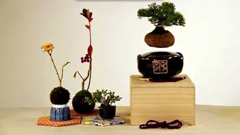 Floating Bonsai este un bonsai care plutește pe un câmp magnetic