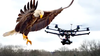 Poliția olandeză dresează vulturi anti-drone