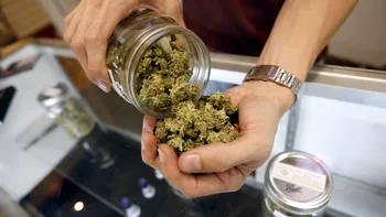 Cercetătorii testează marijuana medicinală ca posibilă terapie pentru o boală cronică
