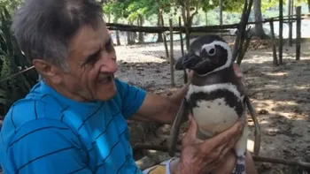 De ce acest pinguin Magellan se întoarce la un pescar brazilian in fiecare an