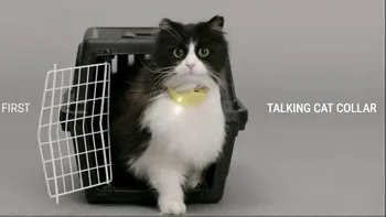 Visul iubitorilor de feline: această invenție 