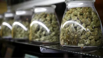 Legătura dintre Microsoft și marijuana te va lua prin surprindere