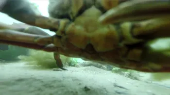 Ce a ”văzut” un GoPro după un an pe fundul oceanului