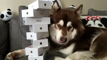 De ce ai lua opt exemplare de iPhone 7 unui câine