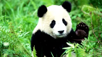 Urșii panda nu mai sunt amenințați cu dispariția