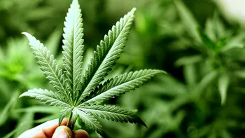 Excesul de cannabis ar putea duce la slăbirea rezistenței oaselor