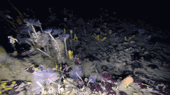 Oceanul Antarctic arată mult mai frumos decât ai crede [VIDEO]