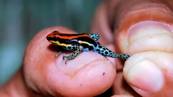 Șarpele-curcubeu și șopârla-dragon, între noile specii de animale descoperite în Asia