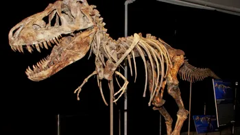 Analizarea fosilelor ne permite să aflăm ce culoare aveau dinozaurii