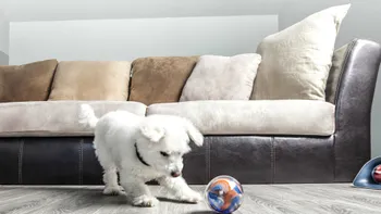 Pebby este robotul dădacă pe care animalele tale de companie nu l-au avut niciodată