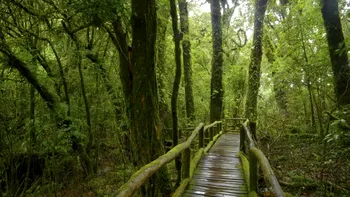 Pădurea Amazoniană ar fi rezultatul unui experiment desfășurat de-a lungul a 8000 de ani