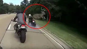Un cerb realizează un salt spectaculos pentru a evita coliziunea cu un motociclist