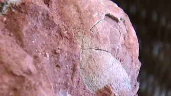 Ouă de dinozaur, descoperite în zona unui șantier din China [VIDEO]