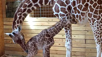 Fascinația pentru girafe a depășit toate recordurile pe YouTube