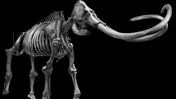 Muzeul virtual îți oferă accesul la replici digitale ale animalelor dispărute