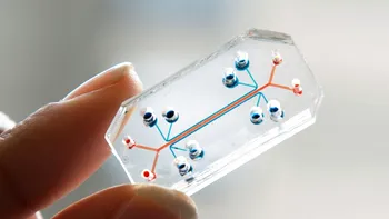 Organele miniaturale crescute pe cipuri au numeroase utilități în medicină