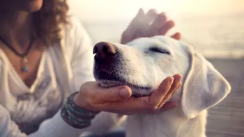 Știința ne spune dacă prietenul tău canin își poate da seama ce simți