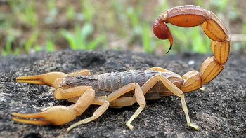 Acest robot a fost creat special pentru a extrage veninul scorpionilor