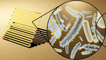 „Bacteria cyborg“ e mult mai eficientă decât plantele la folosit energia Soarelui