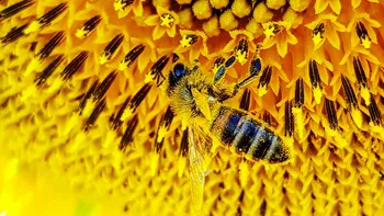 Albinele sunt primele insecte care înțeleg conceptul de zero