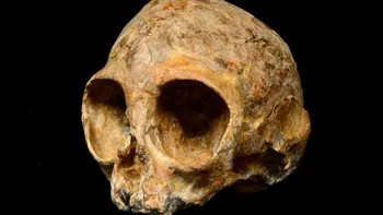 Un craniu descoperit recent aparține celui mai vechi strămoș al omului