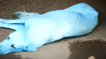 Fenomenul bizar care face câini albaștri are o explicație destul de banală