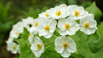 Floarea 