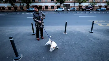 Poate cele mai bune dovezi despre când au ajuns câinii în lesă