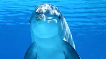 A început sezonul de vânătoare la delfini, ca să nu uiți de cruzimea oamenilor