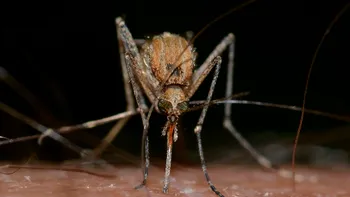 Aplicația necesară în vacanțe: îți spune când sunt țânțari periculoși în zonă