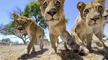 Instagram oprește abuzurile față de animale cu această funcție nouă