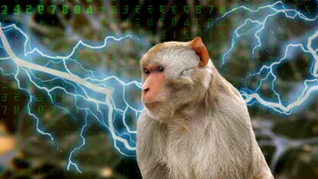 Ce se întâmplă când pui gene de om într-o maimuță