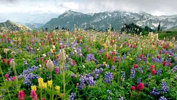 Cercetătorii folosesc plante să elimine efectele schimbărilor climatice