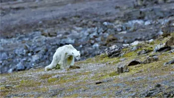 Clipul cu ursul polar pe moarte îți arată efectul încălzirii globale