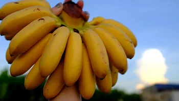 Bananele sunt în pericol de dispariție. Ce soluții caută cercetătorii