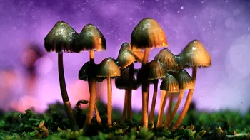 De ce îți dau ciupercile halucinogene tripuri atât de intense