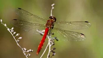 Unde și de ce migrează insectele iarna